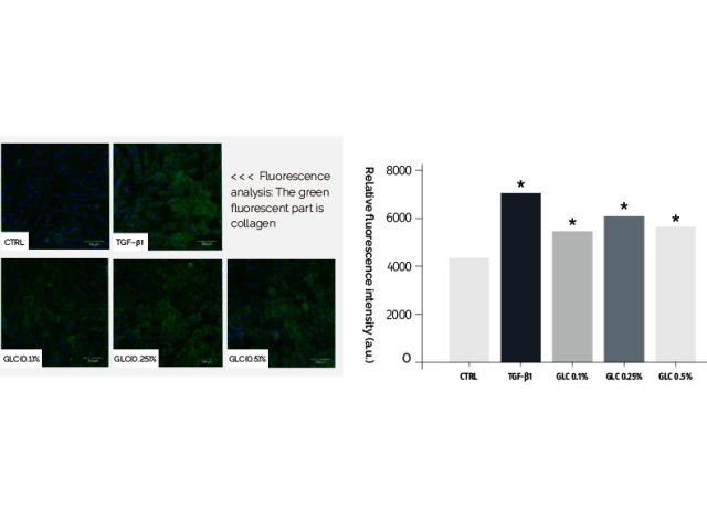 GLC (Ganoderma Lucidum Chitosan) Collagen synthesis GLC (Ganoderma Lucidum Chitosan) Collagen synthesis