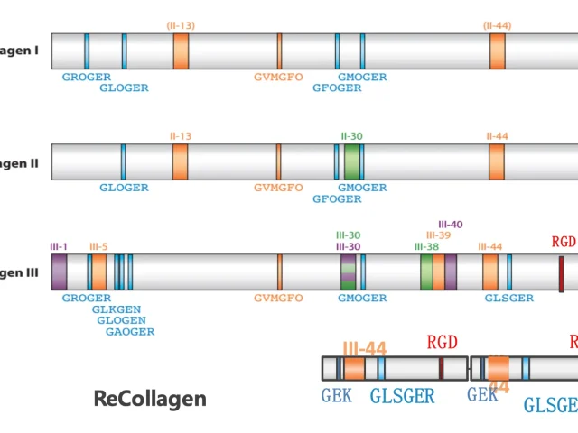 Comparison of active sites of Type Ⅰ, Ⅱ, Ⅲ collagen and Our Type III Recollagen comparison of active sites of type Ⅰ, Ⅱ, Ⅲ collagen and our type iii recollagen