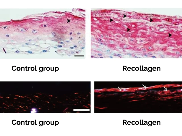 Damaged Skin Model Repair Experiment Result Damaged Skin Model Repair Experiment Result